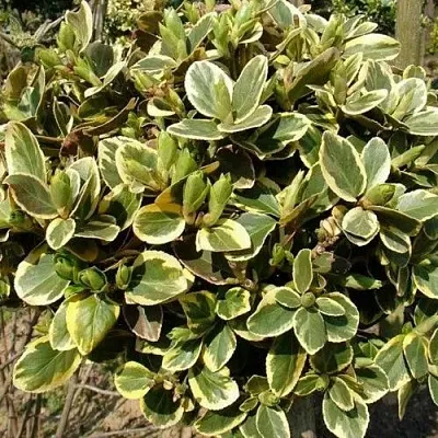 Бересклет КАНАДЕЙЛ ГОЛД   Бересклет КАНАДЕЙЛ ГОЛД  в Саратове