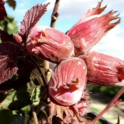 Фундук АЛЫЙ ПАРУС  Фундук АЛЫЙ ПАРУС в Саратове