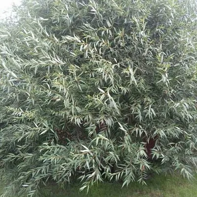 Ива СЕРЕБРИСТАЯ  Ива СЕРЕБРИСТАЯ в Саратове