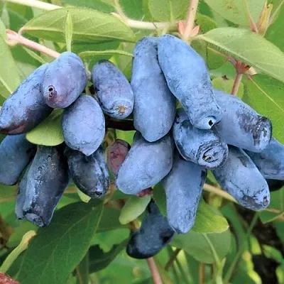 Жимолость съедобная ПАВЛОВСКАЯ  Жимолость съедобная ПАВЛОВСКАЯ в Саратове