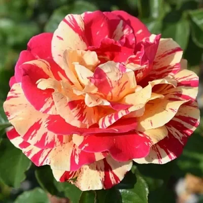 Саженцы роз ВАНИЛЛА ФРАЙЗ плетистая  Саженцы роз ВАНИЛЛА ФРАЙЗ плетистая в Саратове