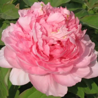 Пион ИМПЕРАТОРСКАЯ НАЛОЖНИЦА древовидный в Саратове