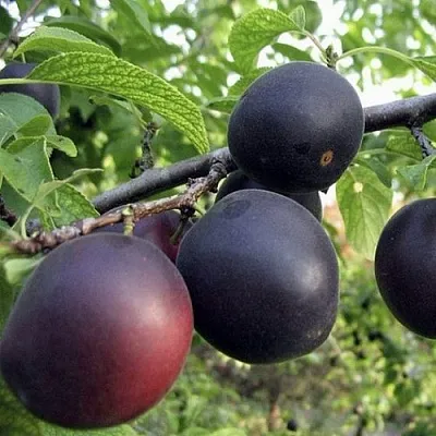 Абрикос МОНАРЕЗИ  Абрикос МОНАРЕЗИ в Саратове