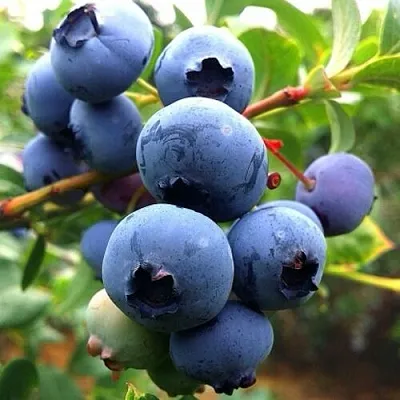 Голубика ДЮК  Голубика ДЮК в Саратове