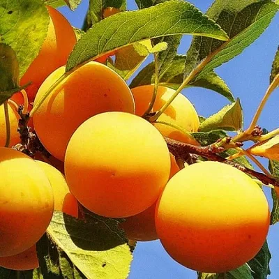 Желтая   Желтая  в Саратове