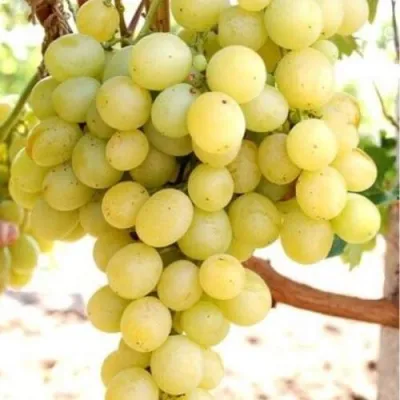 Виноград ТАЛИСМАН в Саратове