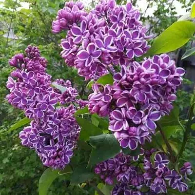 Сирень СЕНСАЦИЯ в Саратове