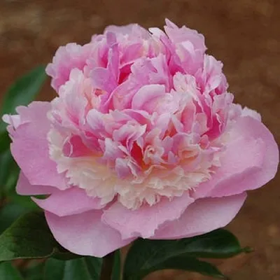 Пион ЭНДЖЕЛ ЧИКС травянистый  Пион ЭНДЖЕЛ ЧИКС травянистый в Саратове