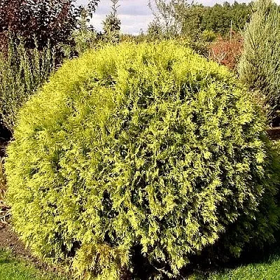 Туя ГЛОБОЗА АУРЕА западная в Саратове