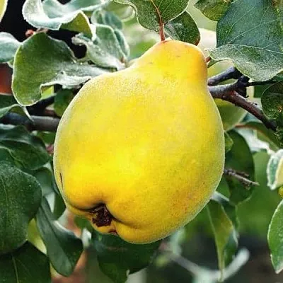 Айва РУМО в Саратове