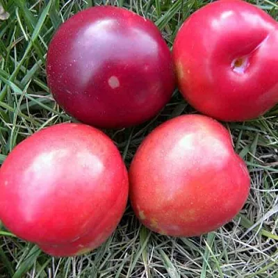 Плумкот БИРИКОККОЛО НОСТРАНО  Плумкот БИРИКОККОЛО НОСТРАНО в Саратове