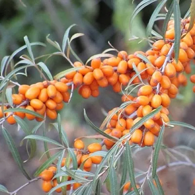 саженцы облепихи