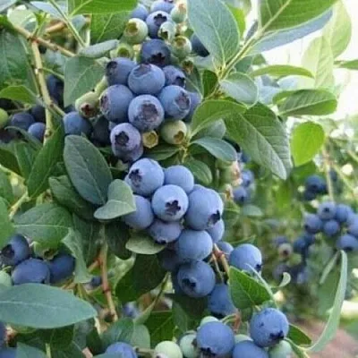 Голубика ЭЛЛИОТ  Голубика ЭЛЛИОТ в Саратове