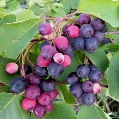 Ирга НОРТЛАЙН в Саратове