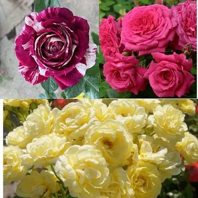 Комплект РОЗОВЫЙ АКЦЕНТ в Саратове