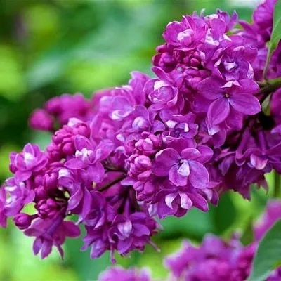 Сирень ОГНИ ДОНБАССА  Сирень ОГНИ ДОНБАССА в Саратове