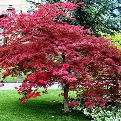 Клен пальмолистный  Клен пальмолистный в Саратове