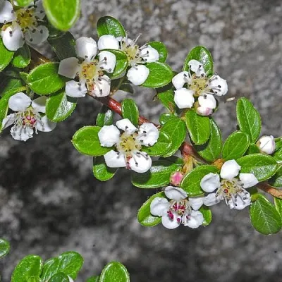 Кизильник ТАНГСТЕДТ горизонтальный  в Саратове