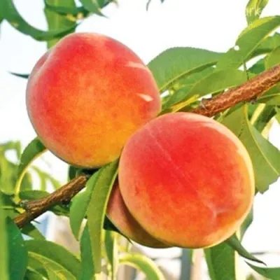 Персик ОНТАРИО — описание сорта Персик ОНТАРИО в Саратове