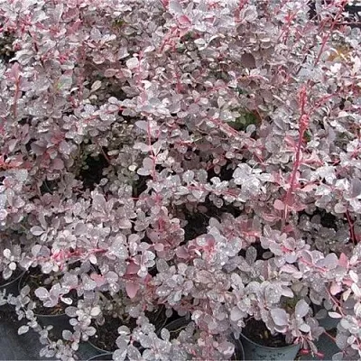 Барбарис СИЛЬВЕР МИЛЕС оттавский   Барбарис СИЛЬВЕР МИЛЕС оттавский  в Саратове