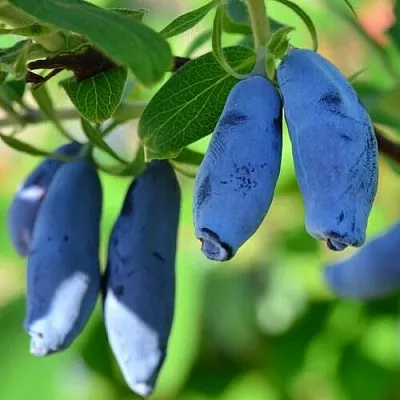 Жимолость съедобная ТРУЖЕНИЦА  Жимолость съедобная ТРУЖЕНИЦА в Саратове