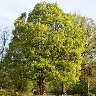 Клен полевой  Клен полевой в Саратове