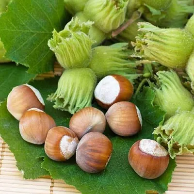 Фундук КРЕПКИЙ ОРЕШЕК  Фундук КРЕПКИЙ ОРЕШЕК в Саратове