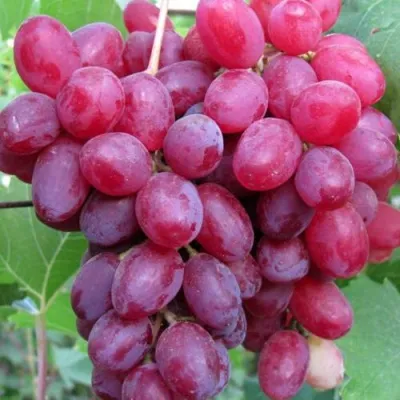 Виноград КИШМИШ ВЕЛЕС в Саратове
