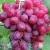Виноград КИШМИШ ВЕЛЕС в Саратове