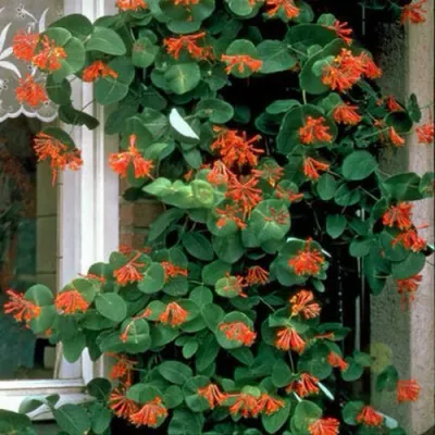 Жимолость ДРОМПОР СКАРЛЕТТ брауна в Саратове