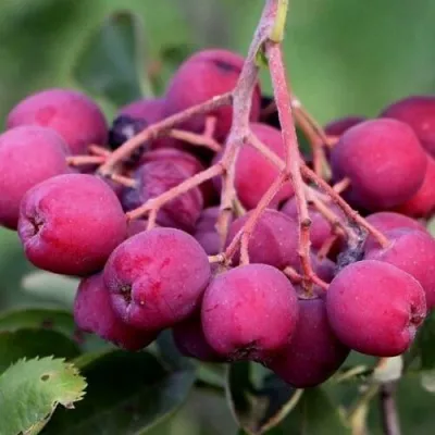 Рябина ДЕСЕРТНАЯ МИЧУРИНА сладкоплодная — описание сорта Рябина ДЕСЕРТНАЯ МИЧУРИНА сладкоплодная в Саратове