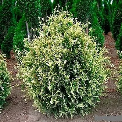 Туя ГОЛД ПЕРЛ западная в Саратове