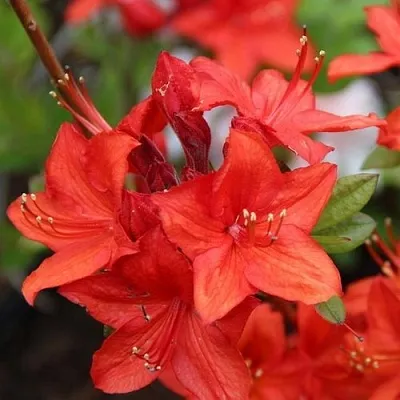 Азалия ПАРКФАЕР листопадная в Саратове