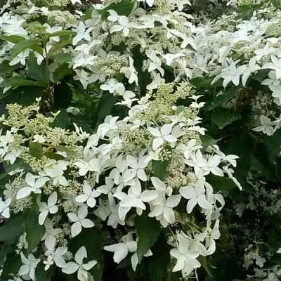 Гортензия МЭДЖИКАЛ СТАРЛАЙТ метельчатая  Гортензия МЭДЖИКАЛ СТАРЛАЙТ метельчатая в Саратове