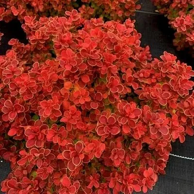 Барбарис РЕД ХОТ ЧИЛИ тунберга  Барбарис РЕД ХОТ ЧИЛИ тунберга в Саратове