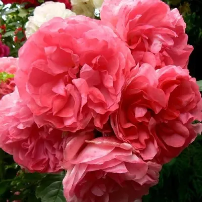 Саженцы роз РОЗАРИУМ ЮТЕРСОН плетистая в Саратове