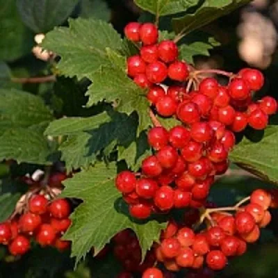 Калина в Саратове