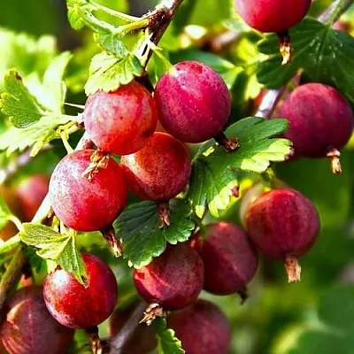 Крыжовник САДКО  Крыжовник САДКО в Саратове