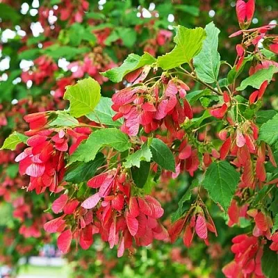 Клен татарский  Клен татарский в Саратове