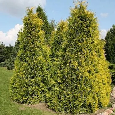 Туя АУРЕОСПИКАТА западная в Саратове