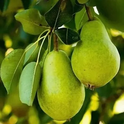 Груша СЕВЕРЯНКА колонновидная в Саратове