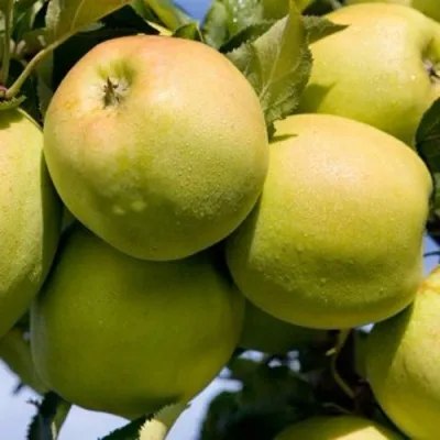 Яблоня МУТСУ в Саратове