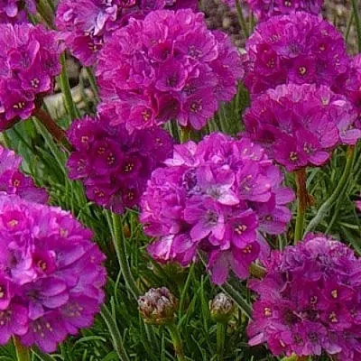 Армерия МОНИНГ СТАР ДИП РОУЗ  Армерия МОНИНГ СТАР ДИП РОУЗ в Саратове