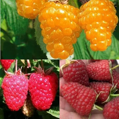 Комплект ЗОЛОТАЯ МАЛИНА в Саратове