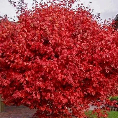 Клен гиннала   Клен гиннала  в Саратове