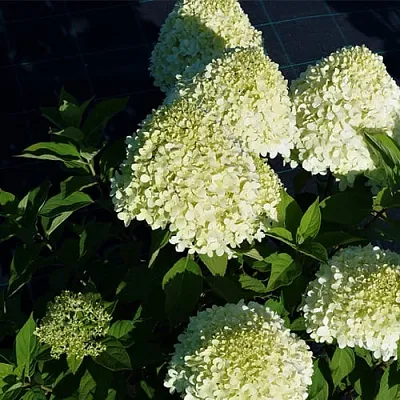 Гортензия СЕЛЕКШН метельчатая  Гортензия СЕЛЕКШН метельчатая в Саратове