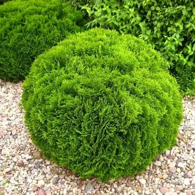 Туя ДАНИКА западная в Саратове