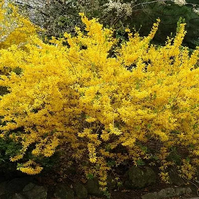 Форзиция ГОЛДЗАУБЕР средняя  Форзиция ГОЛДЗАУБЕР средняя в Саратове