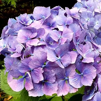 Гортензия ЙОЛА крупнолистная  Гортензия ЙОЛА крупнолистная в Саратове