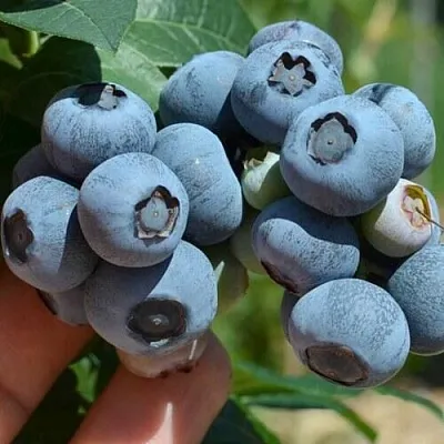 Голубика НЕЛЬСОН  Голубика НЕЛЬСОН в Саратове